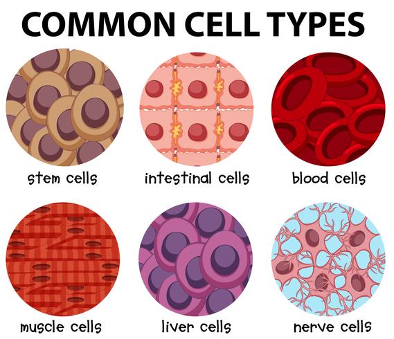 Diagrama de tipos celulares comunes vector