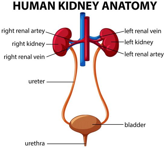 Human kidney anatomy diagram vector