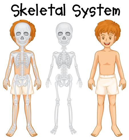 Skeletal system in human boy vector