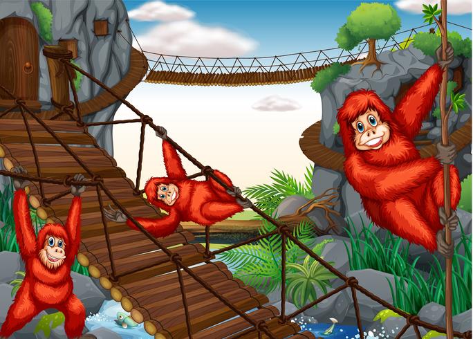Chimpanzee vector