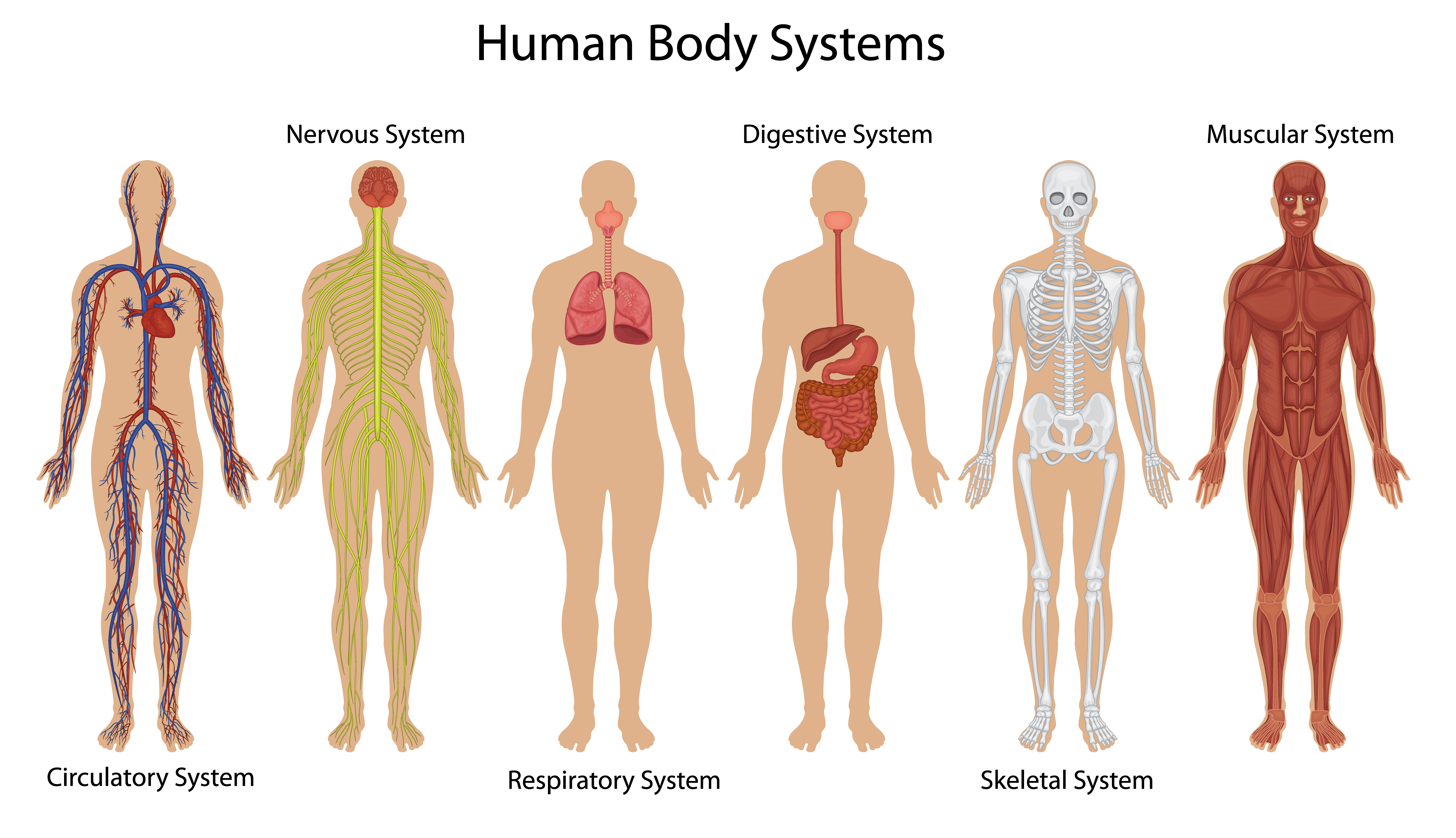 Human body systems - Download Free Vectors, Clipart Graphics & Vector Art