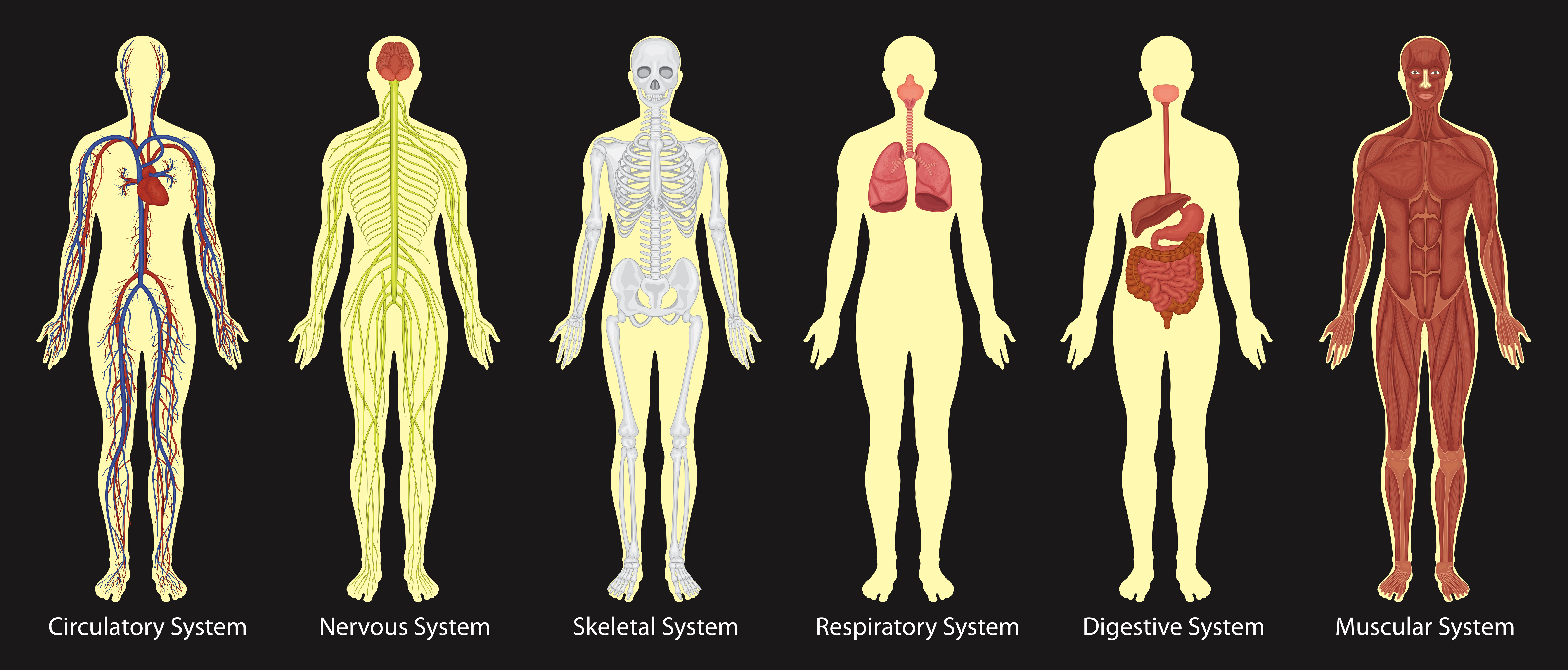 Diagram of systems in human body 434277 Vector Art at Vecteezy