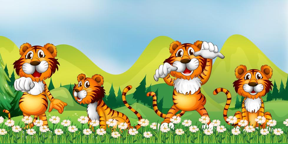 Four tigers in the flower field