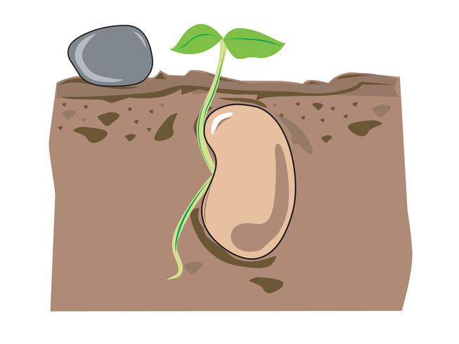 seed growth vector