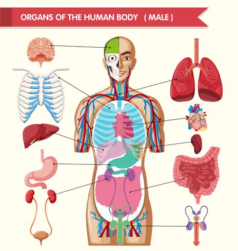 Chart Showing Organs Of Human Body 434340 Download Free Vectors Clipart Graphics Vector Art