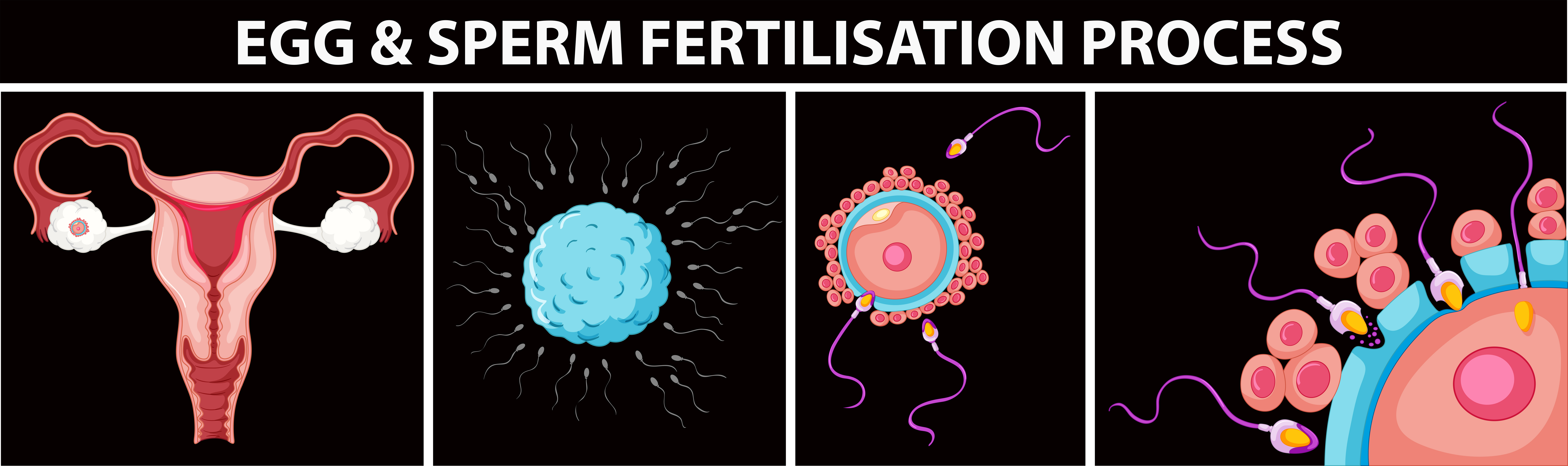 sperm journey to the egg step by step