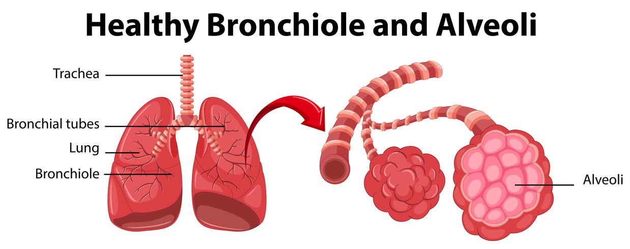 Diagram showing healthy bronchiole and alveoli vector