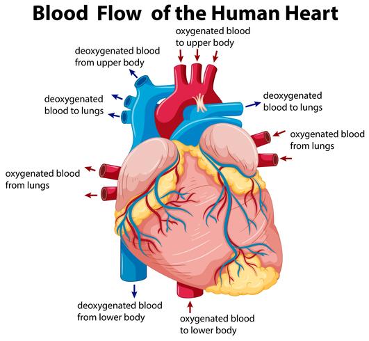 Diagrama que muestra el flujo de sangre en el corazón humano vector