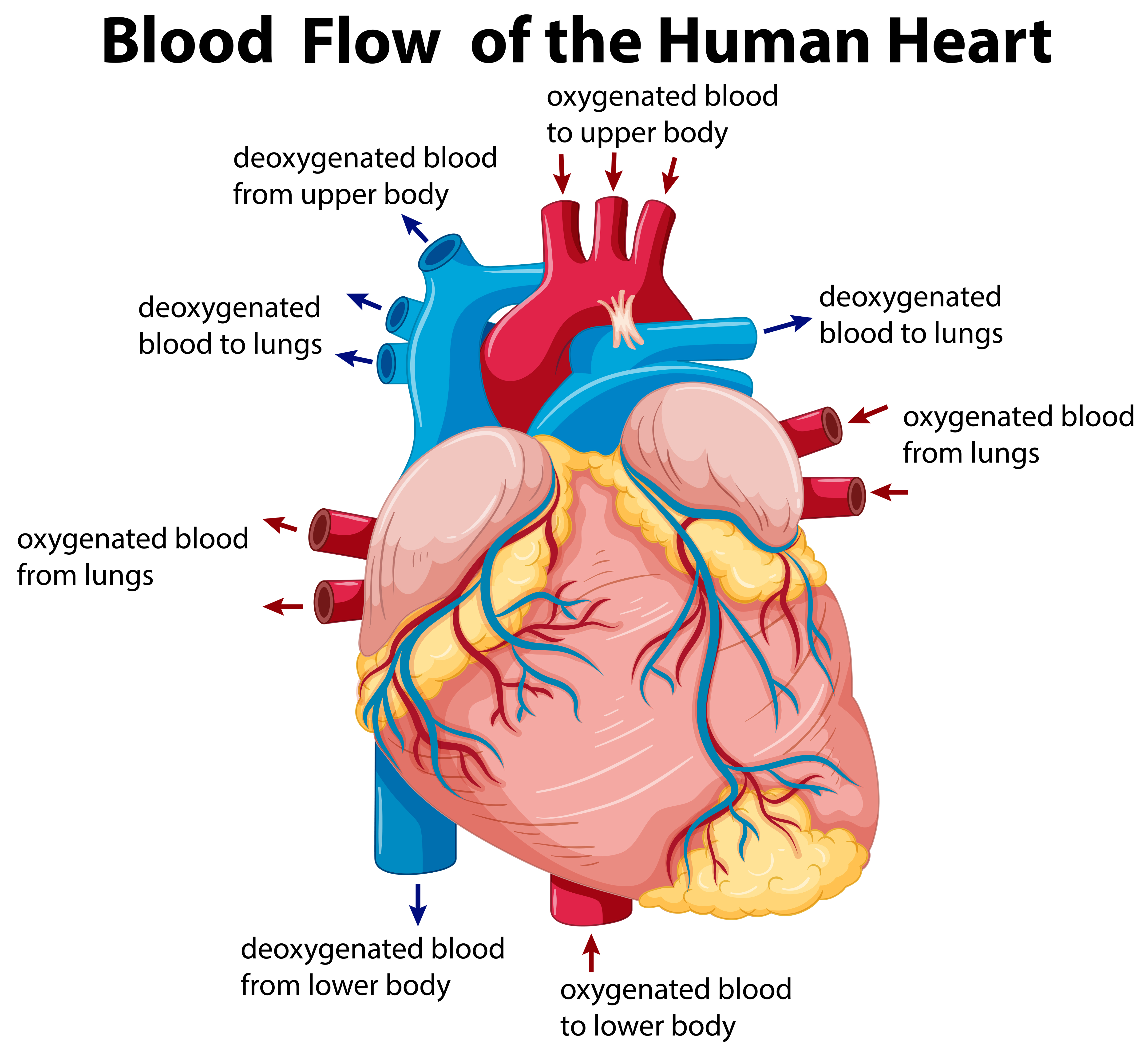 blood flow through the heart presentation