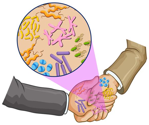 Bacteria when shaking hands vector