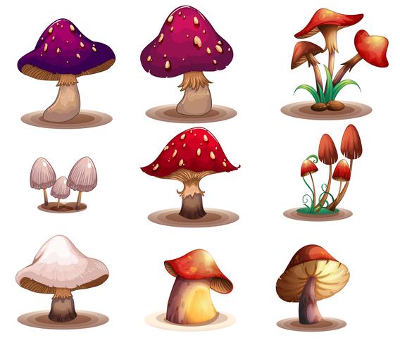 Different kinds of mushrooms vector