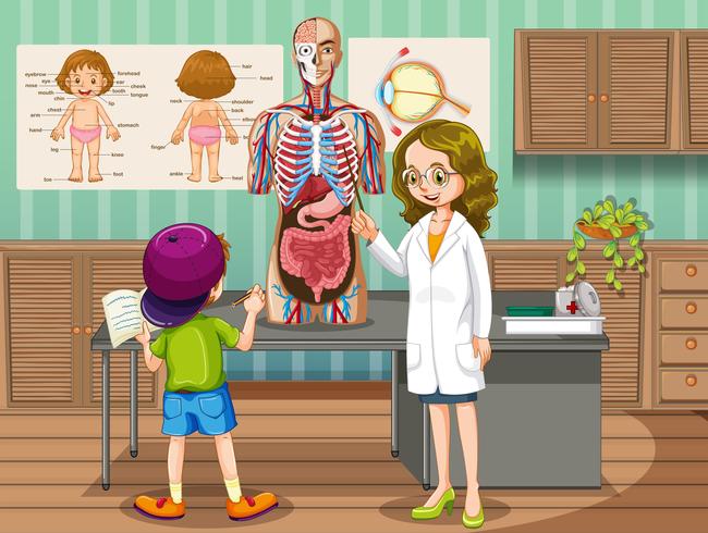 Doctor showing organs to kid vector