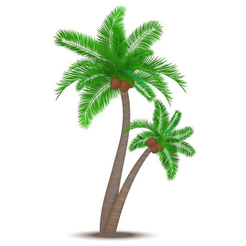 Palmera tropical con cocos. vector