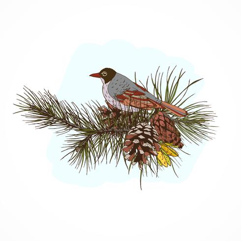 Pine branches with bird vector