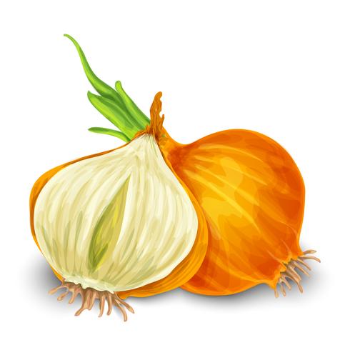 Onion isolated on white vector