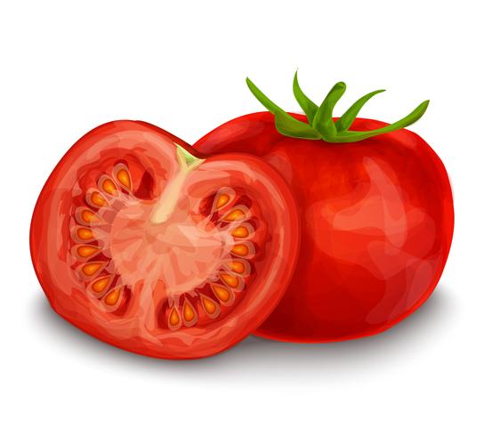 Tomato isolated on white vector