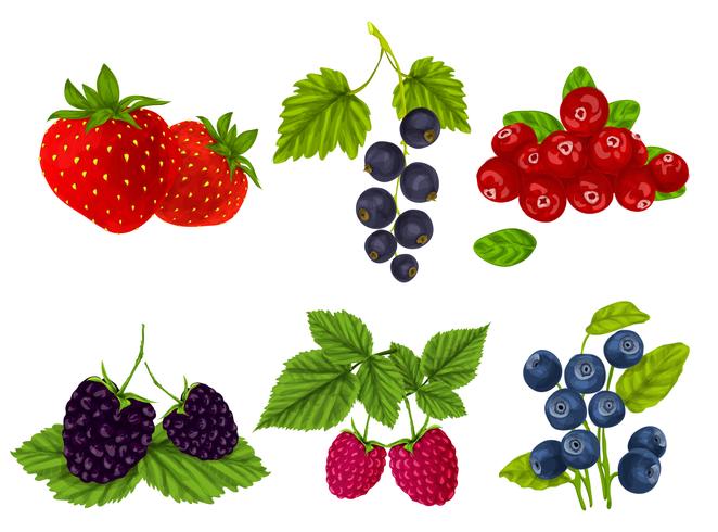 Fresh berries set vector