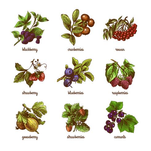 Sketch berries colored set vector