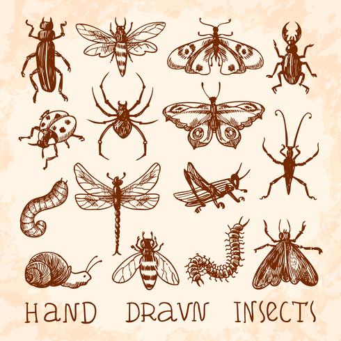 Conjunto de croquis de insectos vector