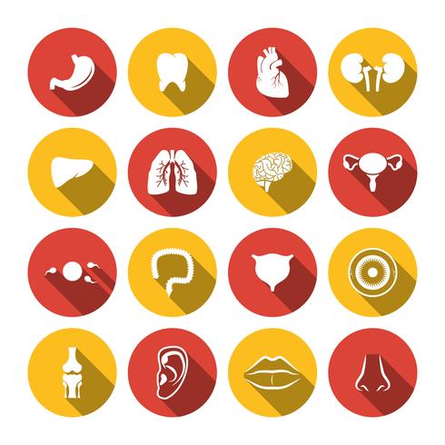 Human Organs Icons vector