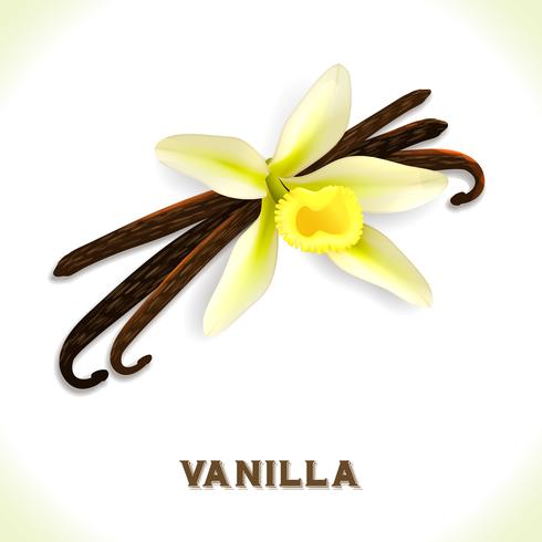 Vanilla pod isolated on white vector