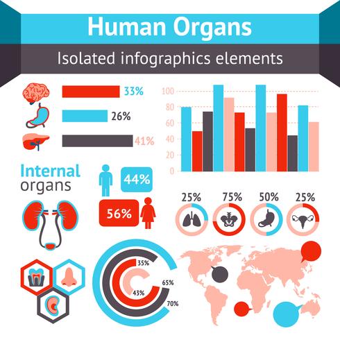 Human organs infographic vector