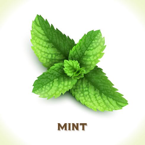 Mint leaf isolated on white vector