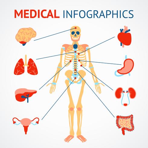 Infografía de órganos humanos vector