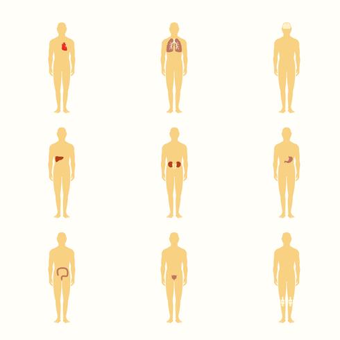 Human figures with internal organs vector