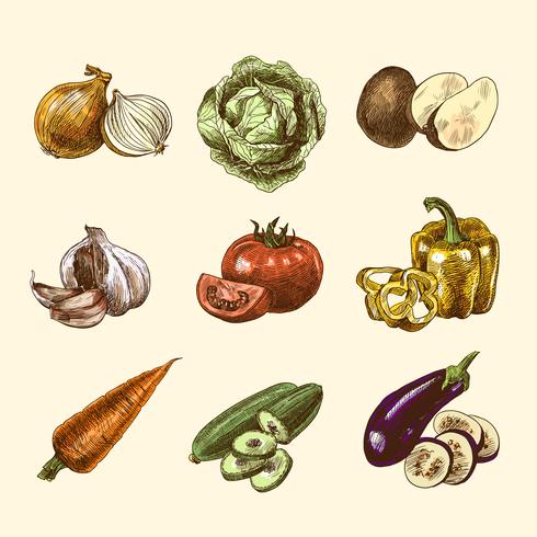 Vegetables sketch set color vector