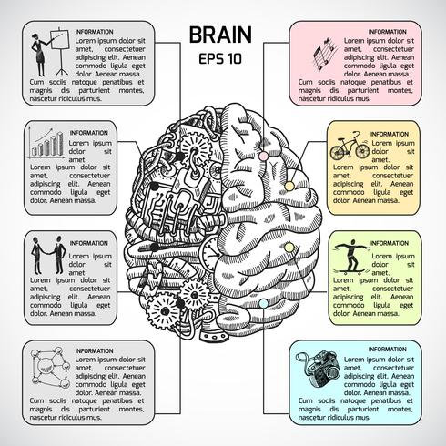 Brain hemispheres sketch infographic vector
