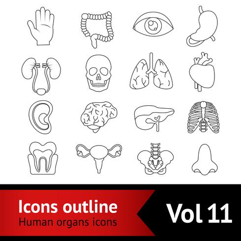 Human Organs Icons Set vector