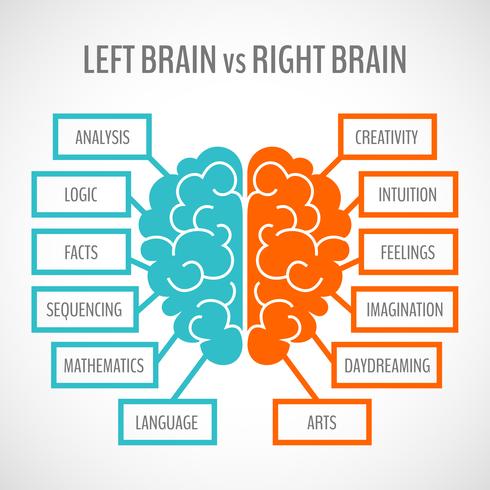 Infografía de hemisferios cerebrales. vector