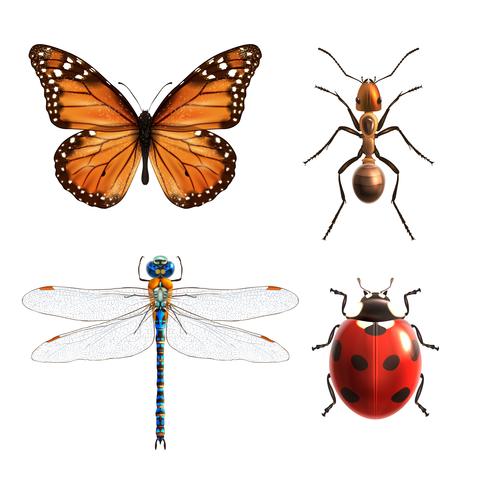 Insects realistic set vector