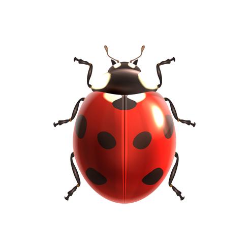 Ladybug realistic isolated vector