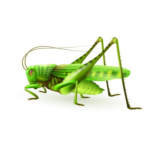 Saltamontes realista aislado vector