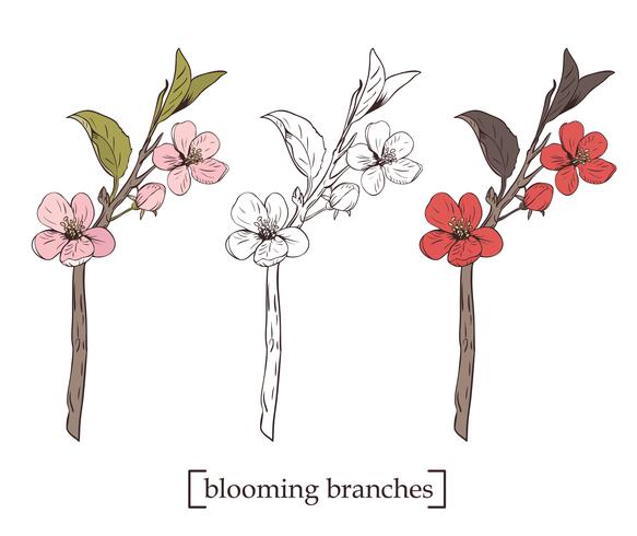 Árbol floreciente Establecer colección. Ramas botánicas dibujadas mano del flor en el fondo blanco. Ilustración vectorial vector