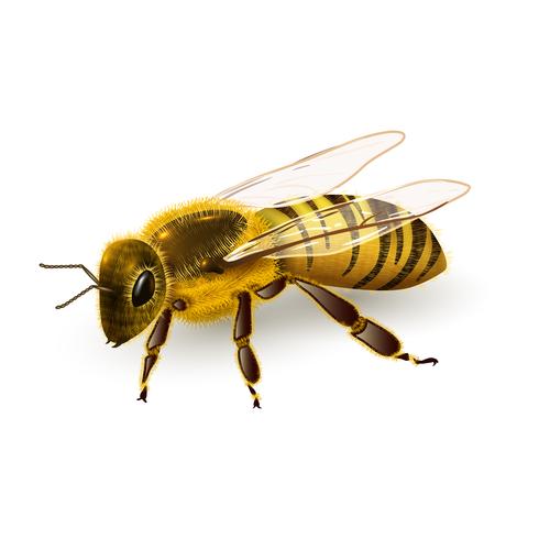 Wasp realistic isolated vector