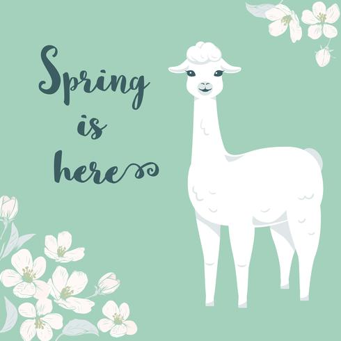 Cute cartoon llama character with cherry tree flowers and text Spring is here. vector