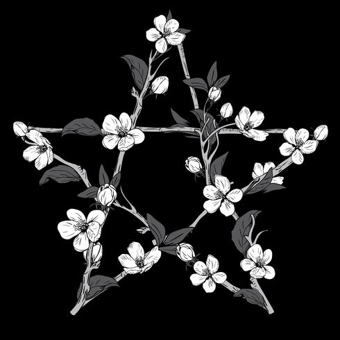 Pentagram signo hecho con ramas de un árbol en flor. Flor blanca botánica dibujada mano en fondo negro. vector