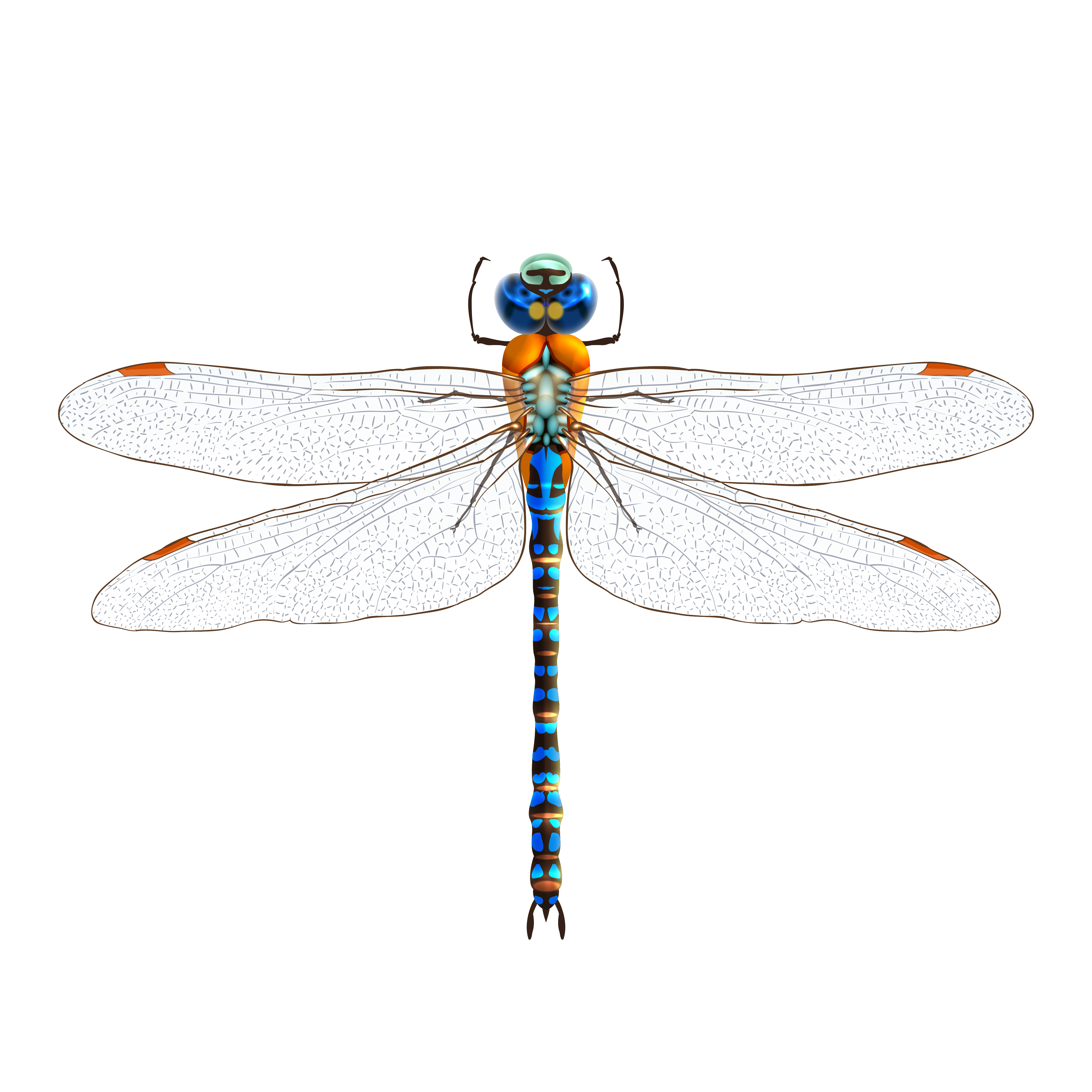 Dragonfly Svg Free Download - SVG Layered