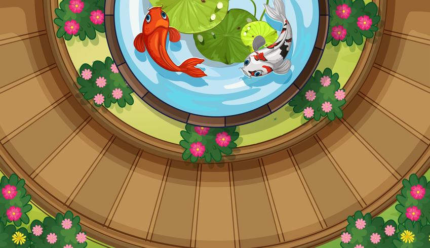 Top view of koi fish swimming in pond vector