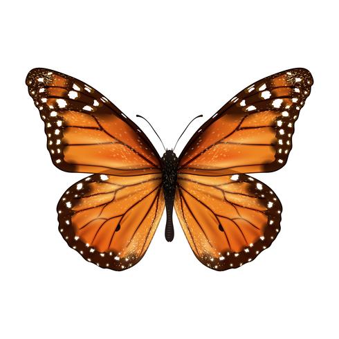 Butterfly realistic isolated vector