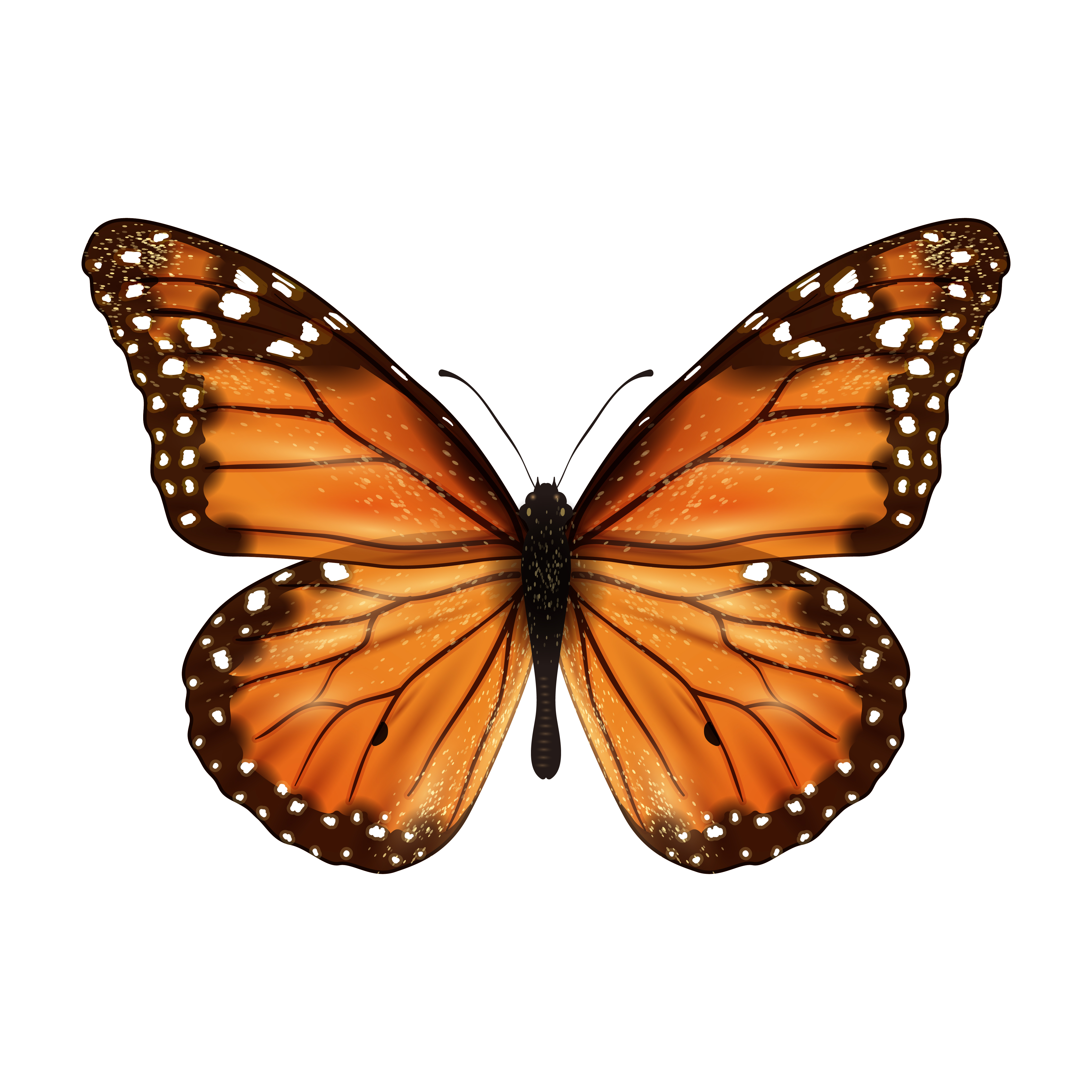 Download Butterfly realistic isolated 444408 Vector Art at Vecteezy