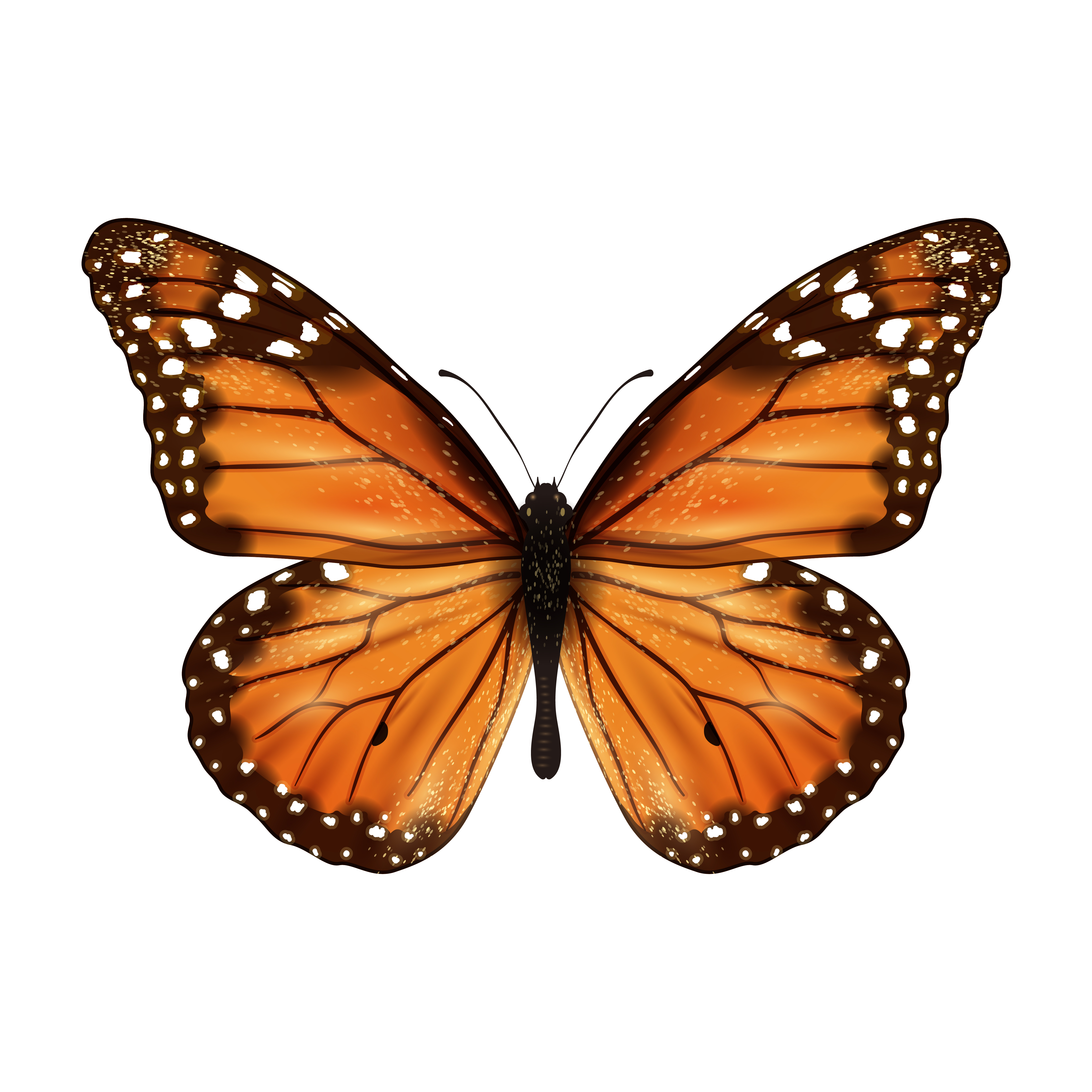 Butterfly Vector Illustration