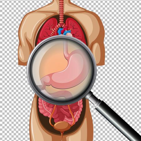 A Human Stomach on Transparent Background vector