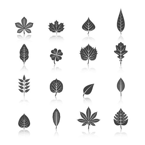 Plant Leaves Black Icons Set vector