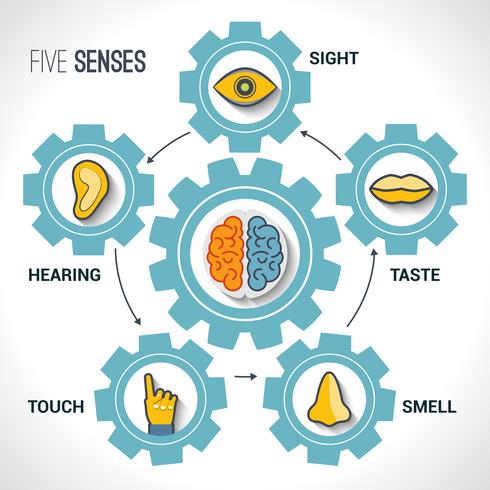 Five senses concept vector