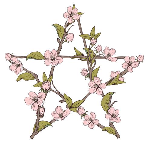 Pentagram signo hecho con ramas de un árbol en flor. Dé el flor rosado botánico exhausto en el fondo blanco. vector