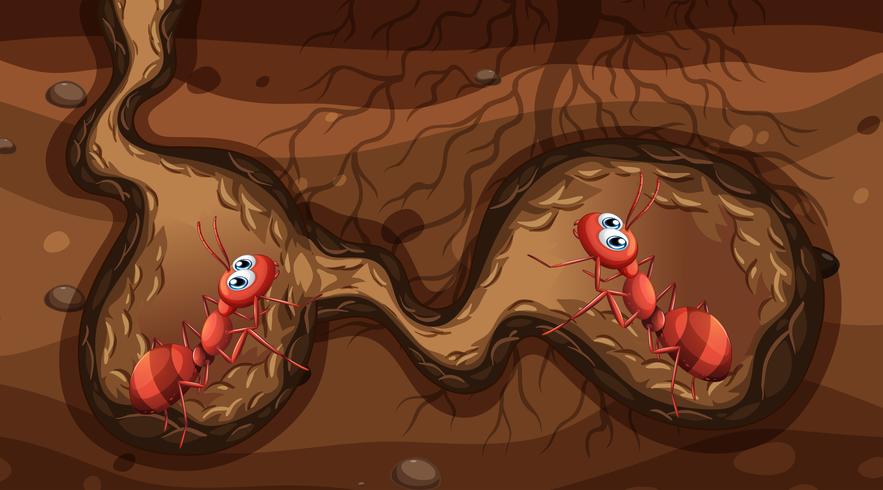 Fire Ants in the Nest vector